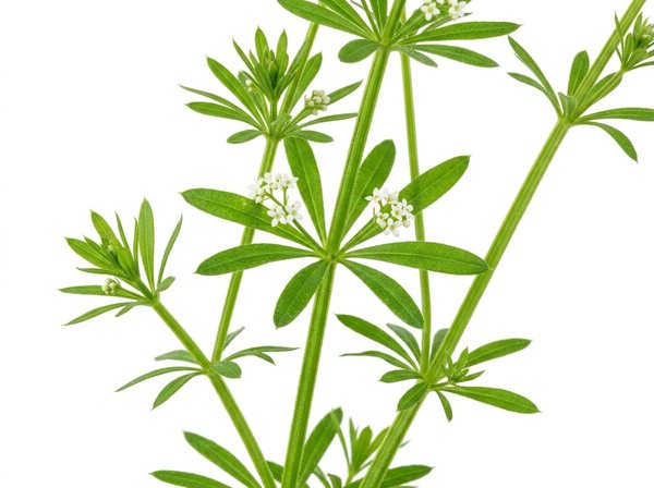 Cleavers