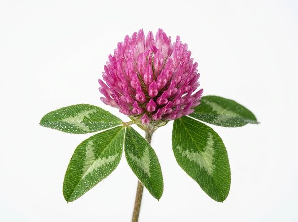 Red Clover Blossom
